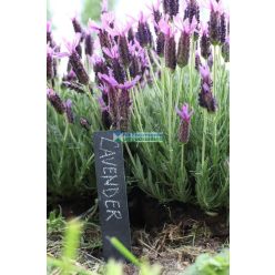 Pala növény névtábla 6 db-os szett 