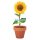 SUNFLOWER ültetőedény napraforgó magokkal