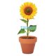 SUNFLOWER ültetőedény napraforgó magokkal